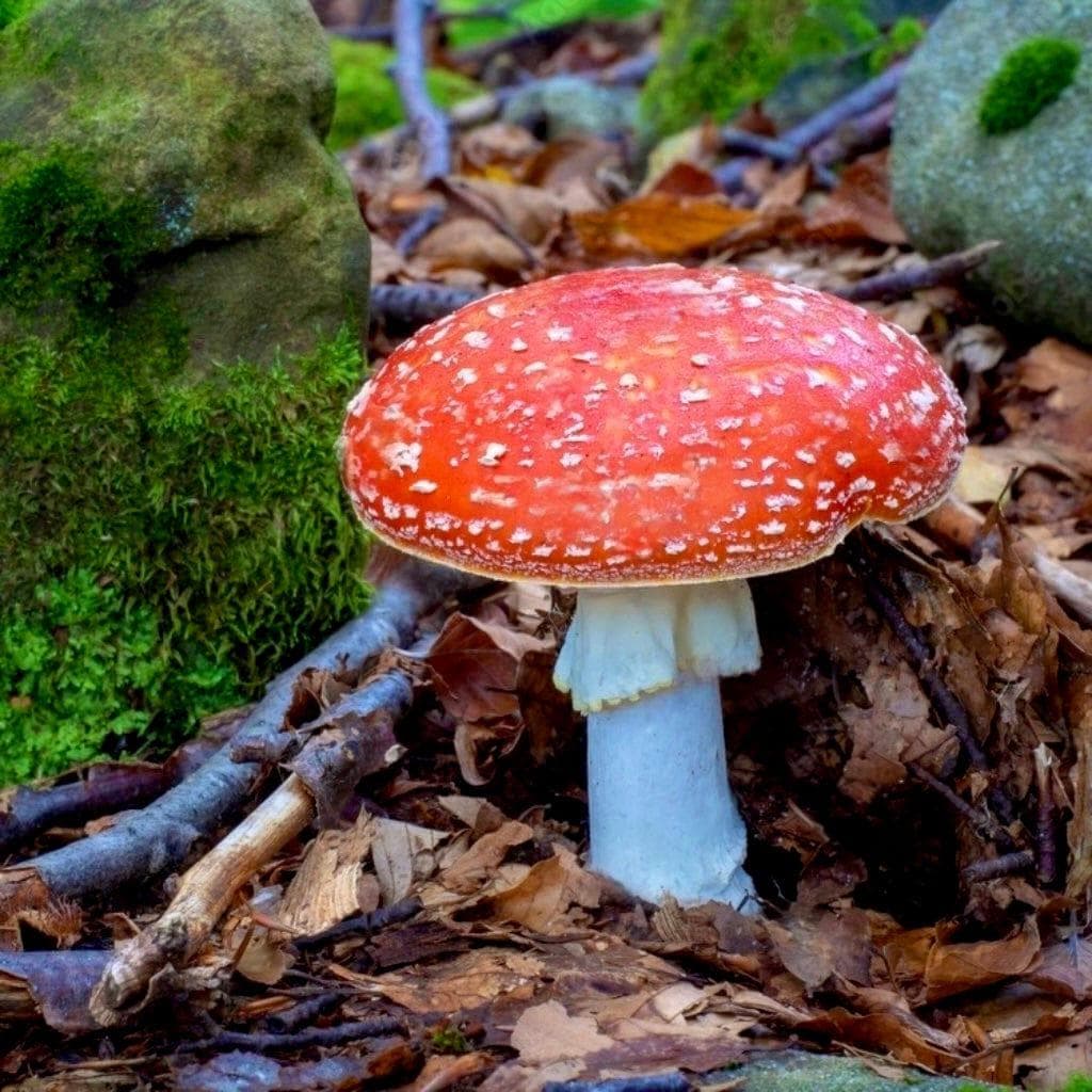 Handmade Red Amanita Mushroom Decorative Planter Stake