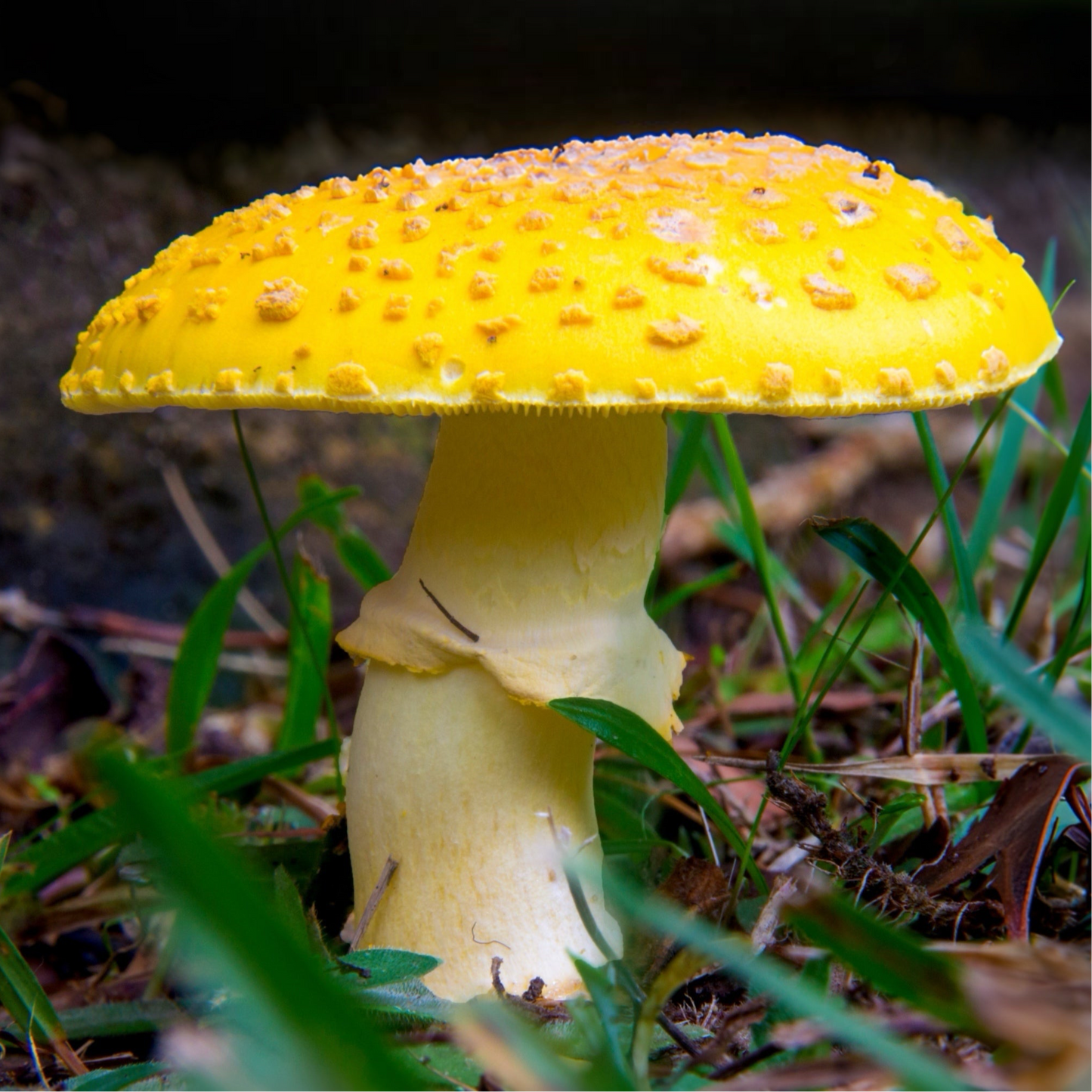 Handmade Yellow Amanita Mushroom Decorative Planter Stake