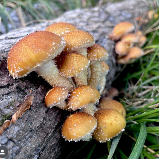 Organic Chestnut Mushroom Outdoor Log Kit