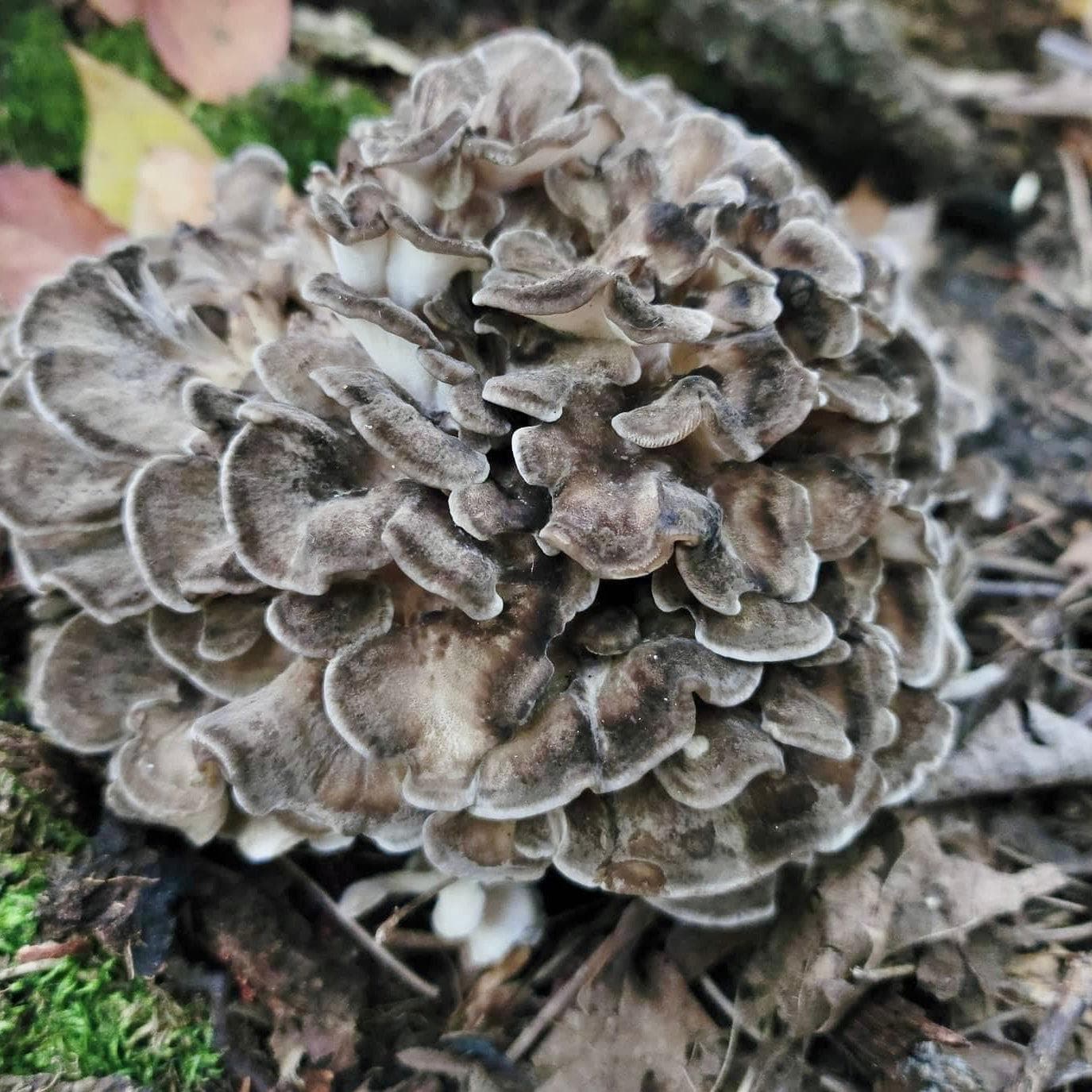 Organic Hen of the Woods (Maitake) Outdoor Log Growing Kit