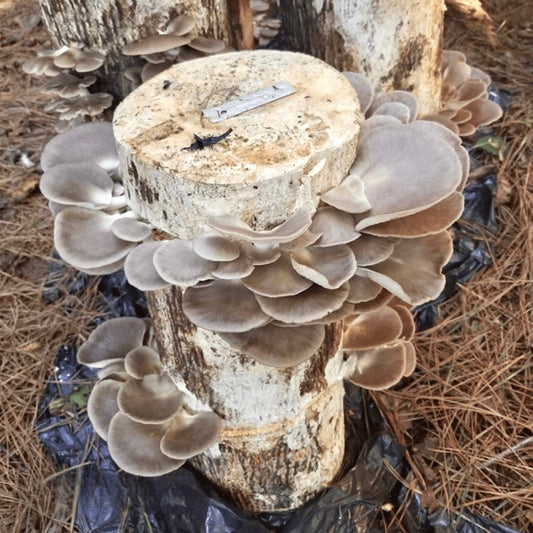 Organic Italian Oyster Mushroom Outdoor Log Growing Kit