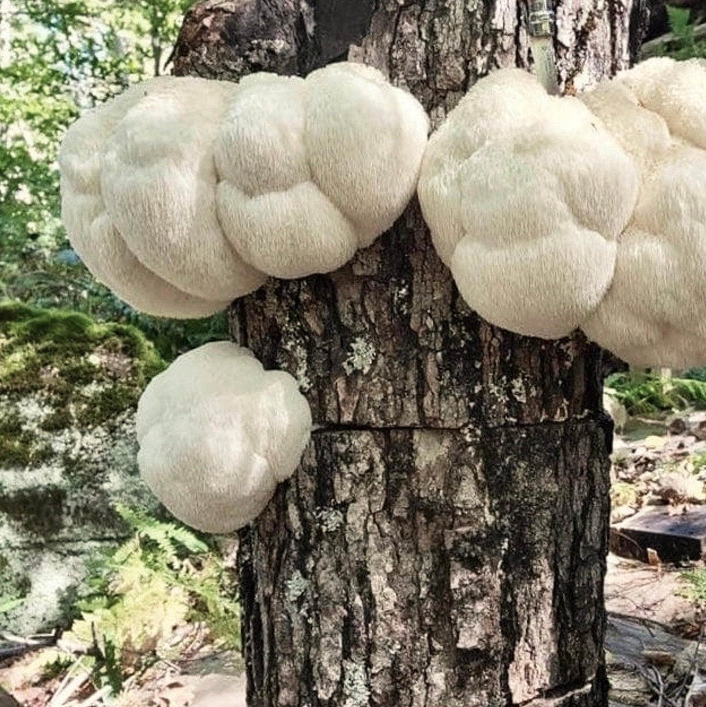 Organic Lion's Mane Mushroom Plug Spawn