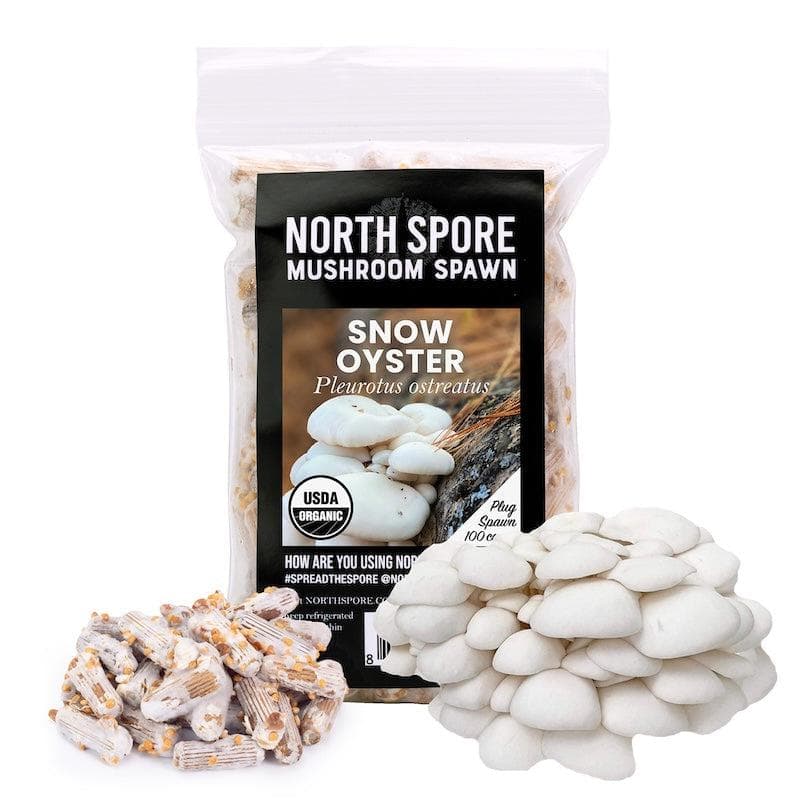 Organic Snow Oyster Mushroom Plug Spawn