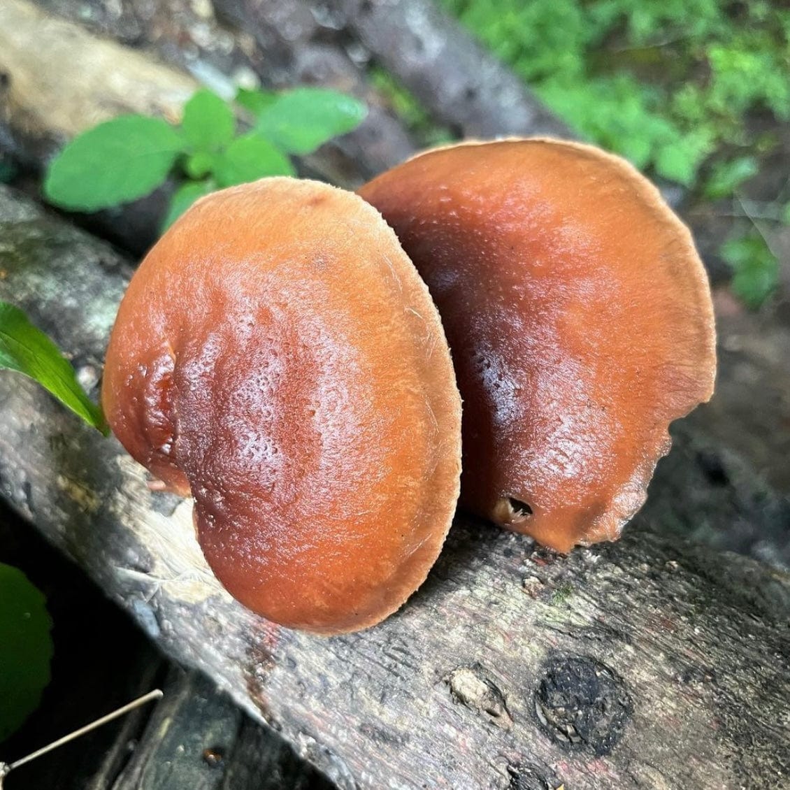 Organic Red Reishi Mushroom Plug Spawn