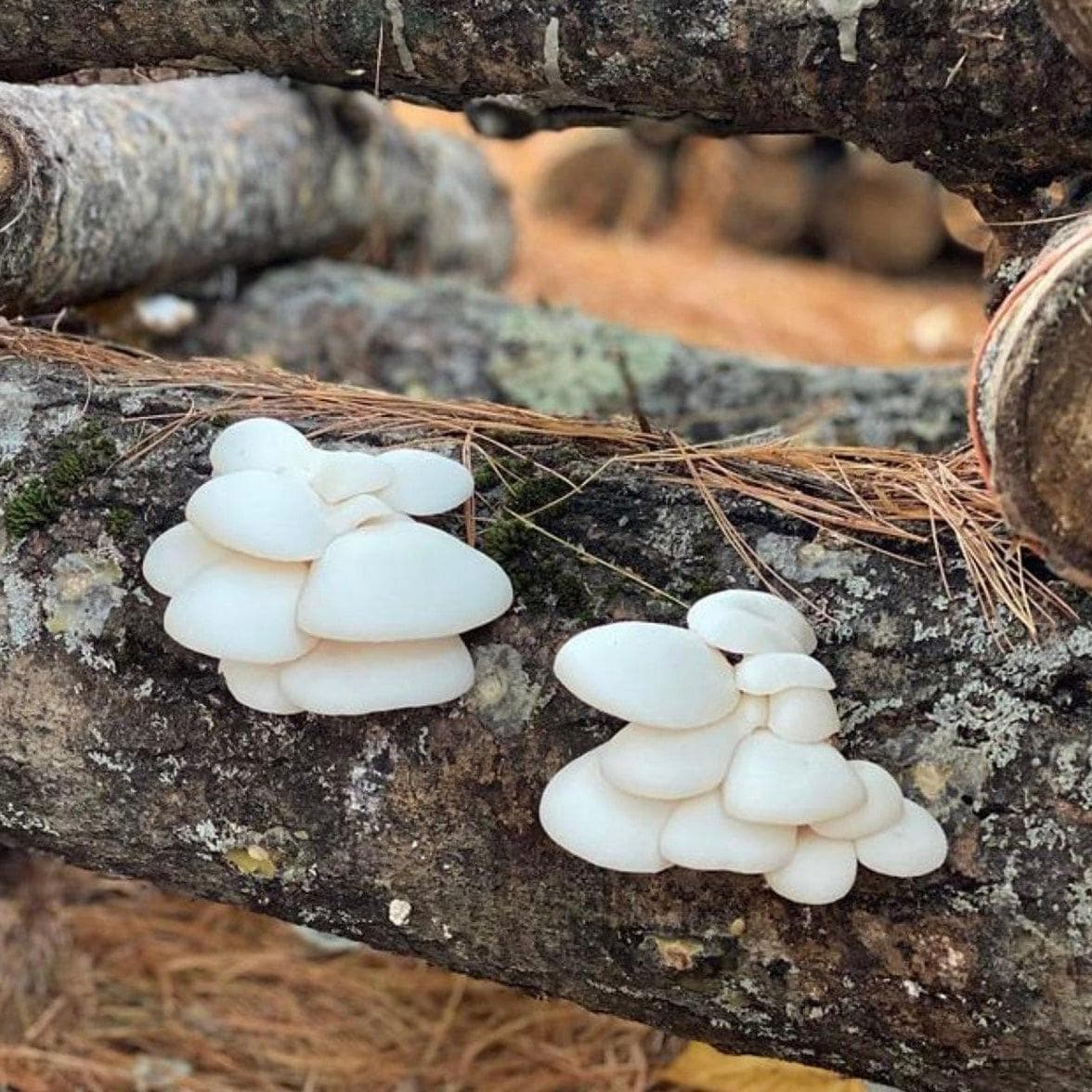 Organic Snow Oyster Mushroom Plug Spawn