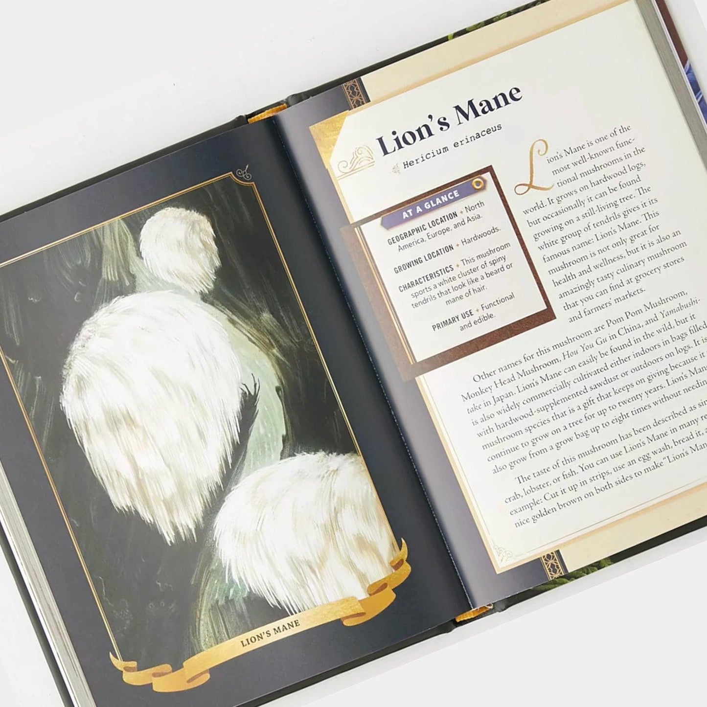 The Little Book of Mushrooms: An Illustrated Guide