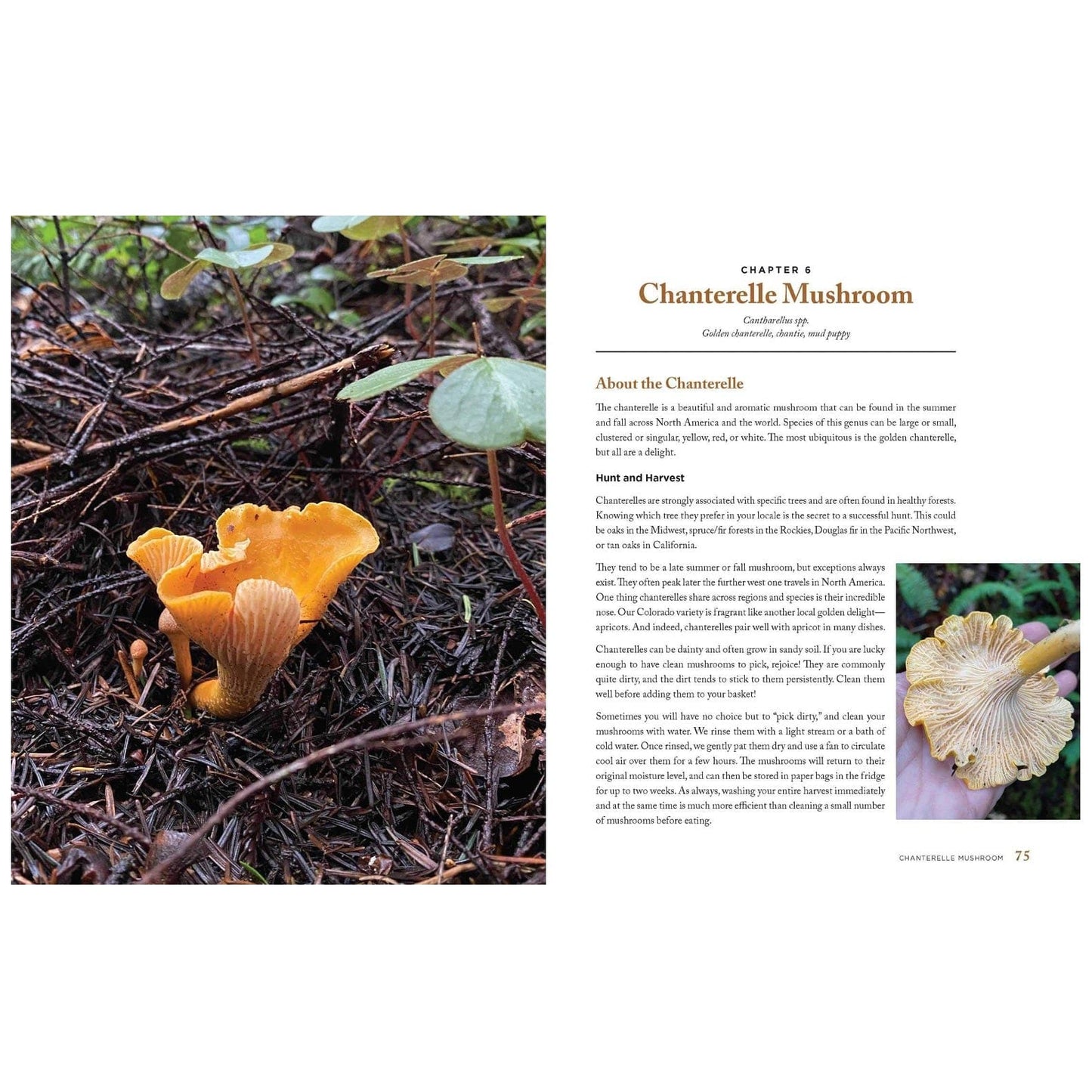 Wild Mushrooms: A Cookbook and Foraging Guide