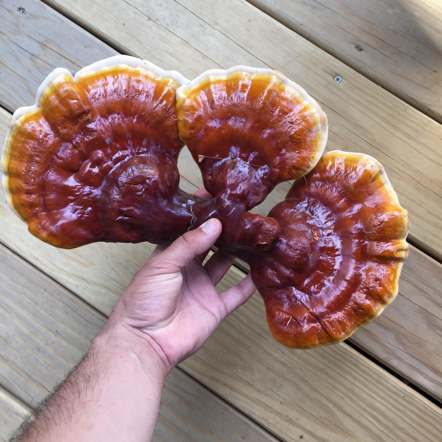 Organic Hemlock Reishi Mushroom Sawdust Spawn