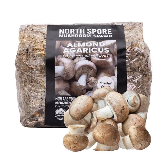 Organic Almond Agaricus Mushroom Sawdust Spawn