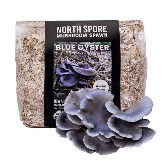 Organic Blue Oyster Mushroom Sawdust Spawn