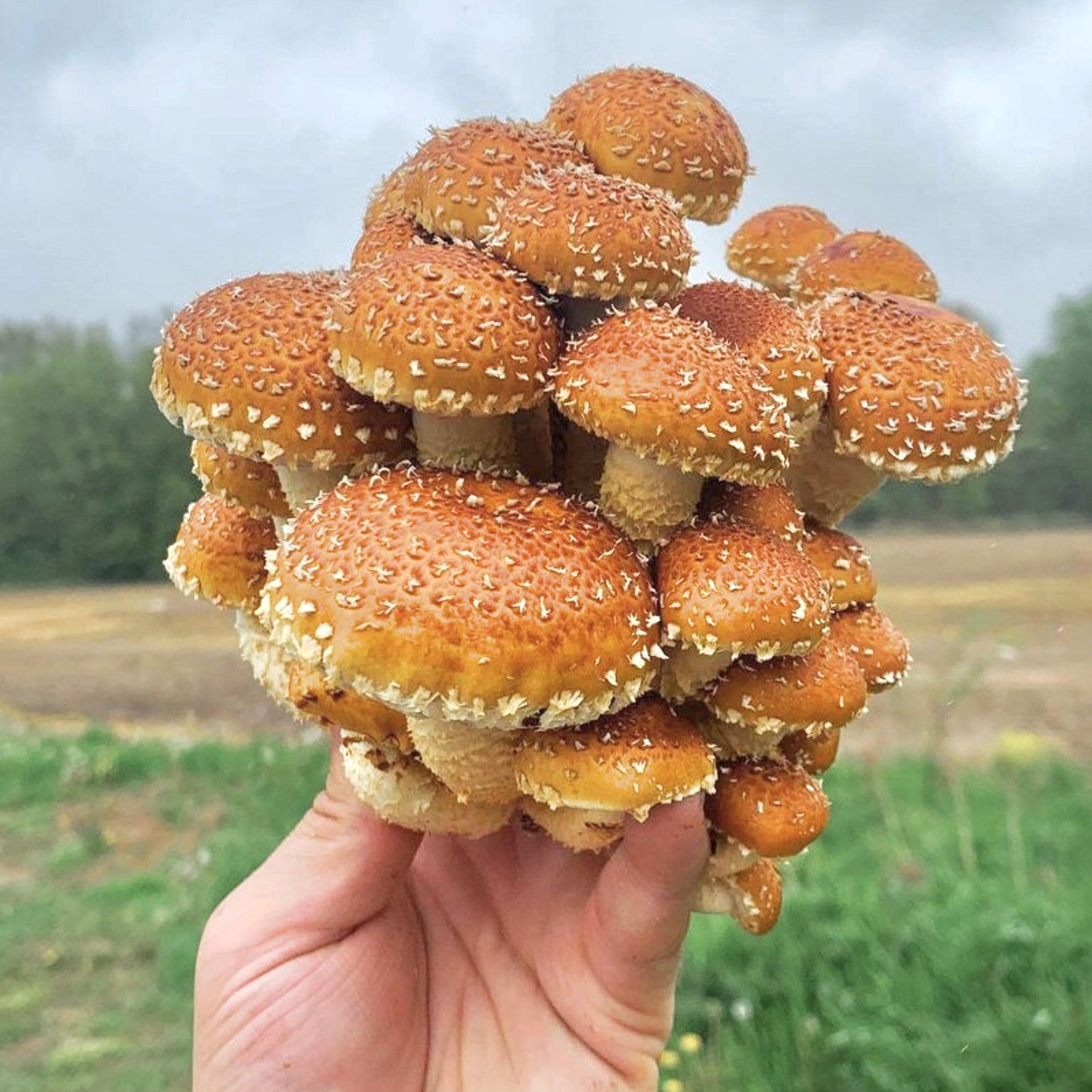 Organic Chestnut Mushroom Grain Spawn