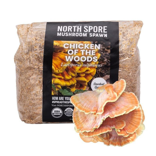 Organic Chicken of the Woods Sawdust Spawn