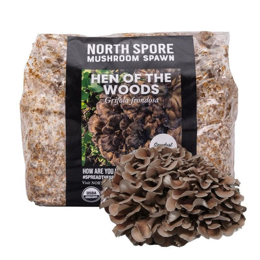 Organic Hen of the Woods (Maitake) Mushroom Sawdust Spawn