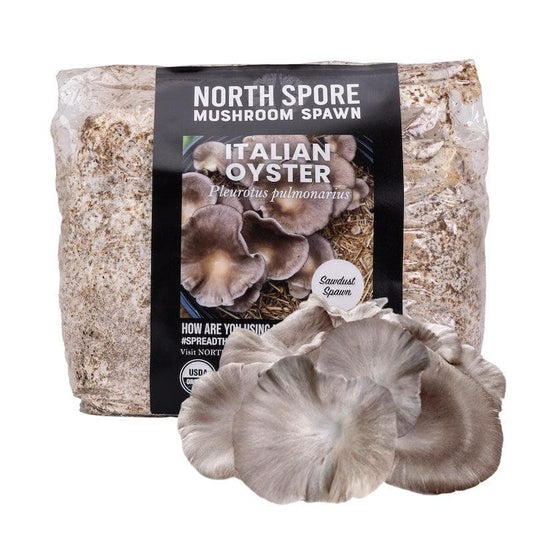 Organic Italian Oyster Mushroom Sawdust Spawn