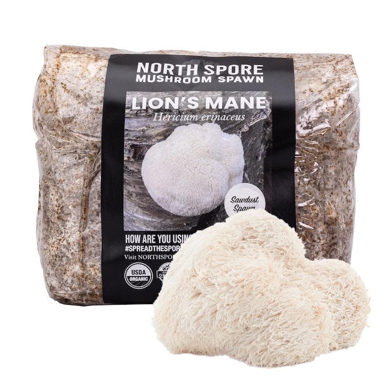 Organic Lion's Mane Mushroom Sawdust Spawn