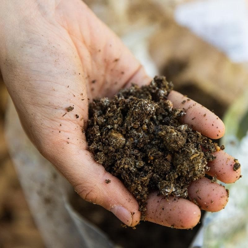 Organic Morel Mushroom Sawdust Spawn