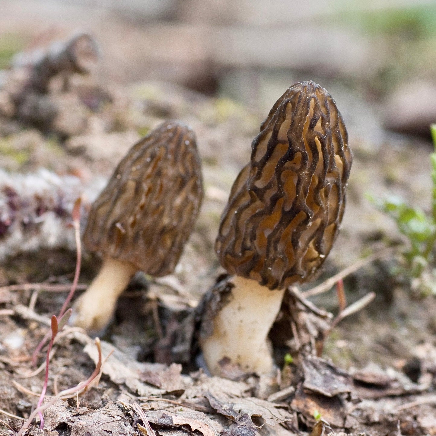 Organic Morel Mushroom Sawdust Spawn