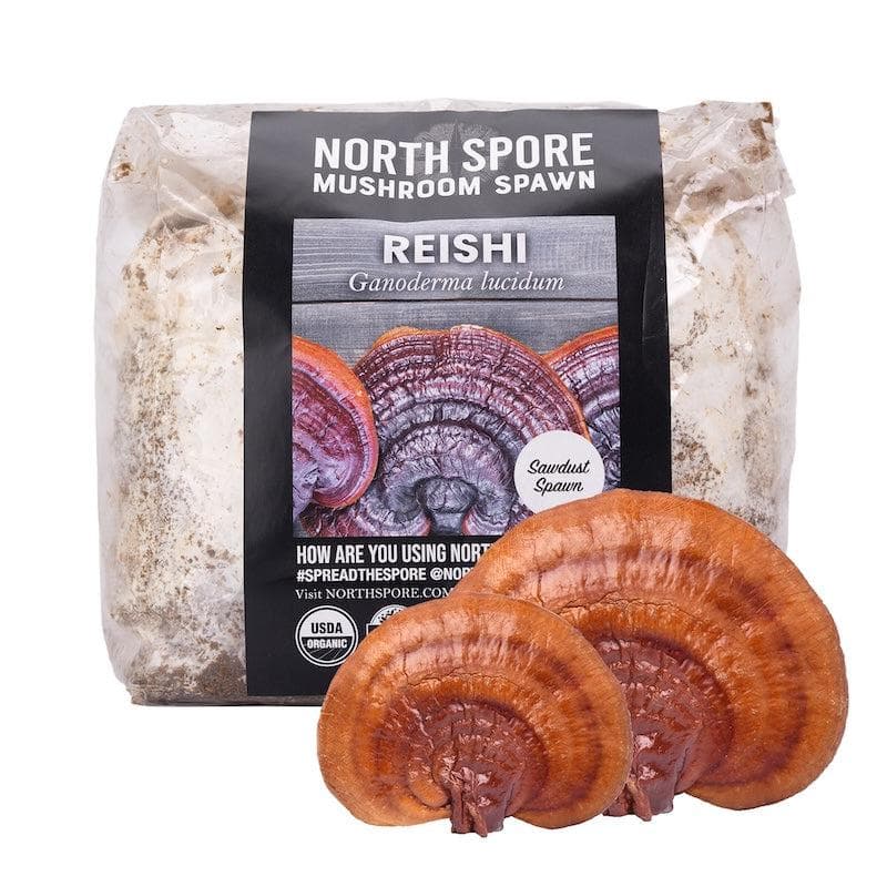 Organic Red Reishi Mushroom Sawdust Spawn