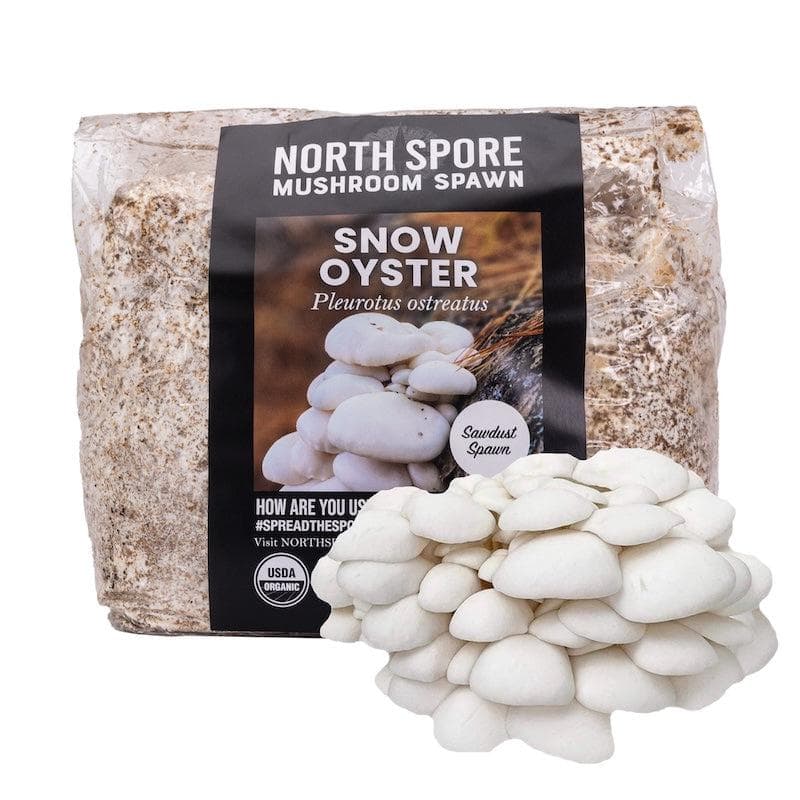 Organic Snow Oyster Mushroom Sawdust Spawn