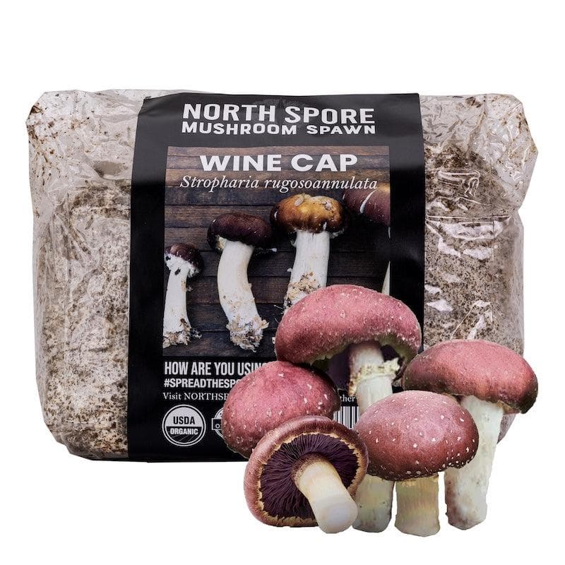 Organic Wine Cap Mushroom Sawdust Spawn