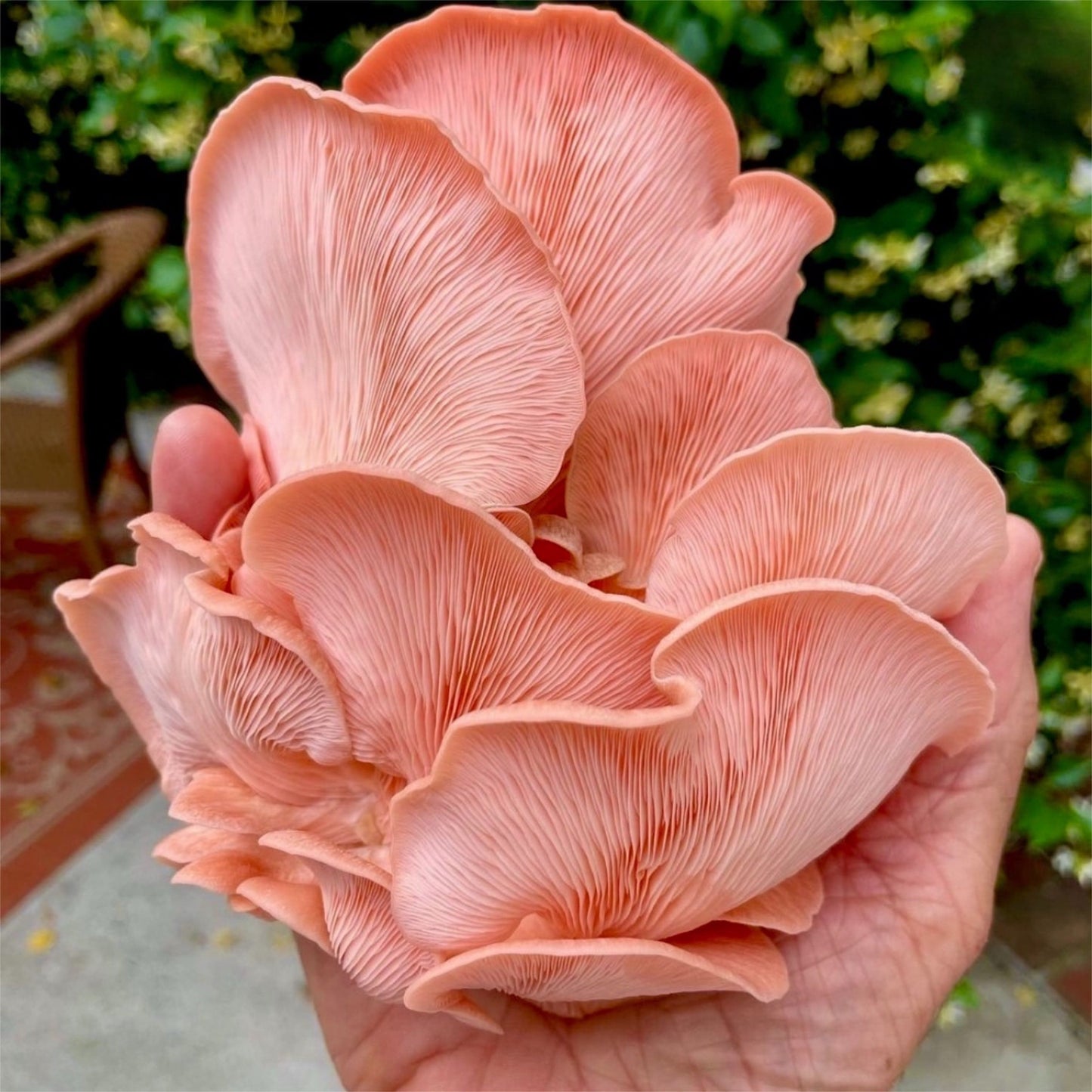 Valentine’s Day Pink Oyster ‘Spray & Grow’ Mushroom Kit