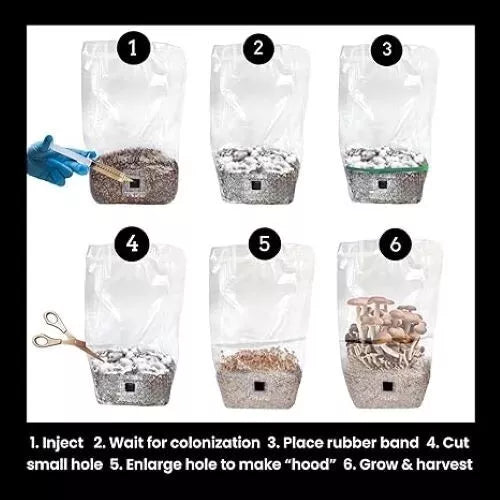 Step-by-step cultivation with Zugzologys Sterile All-in-One Mushroom Grow Bags 2-Pack: 1. Inject spores into the substrate. 2. Wait for colonization. 3. Secure with a rubber band. 4. Cut a small hole, then enlarge for ventilation, and watch your mushrooms grow—scissors and gloves shown but not included.
.