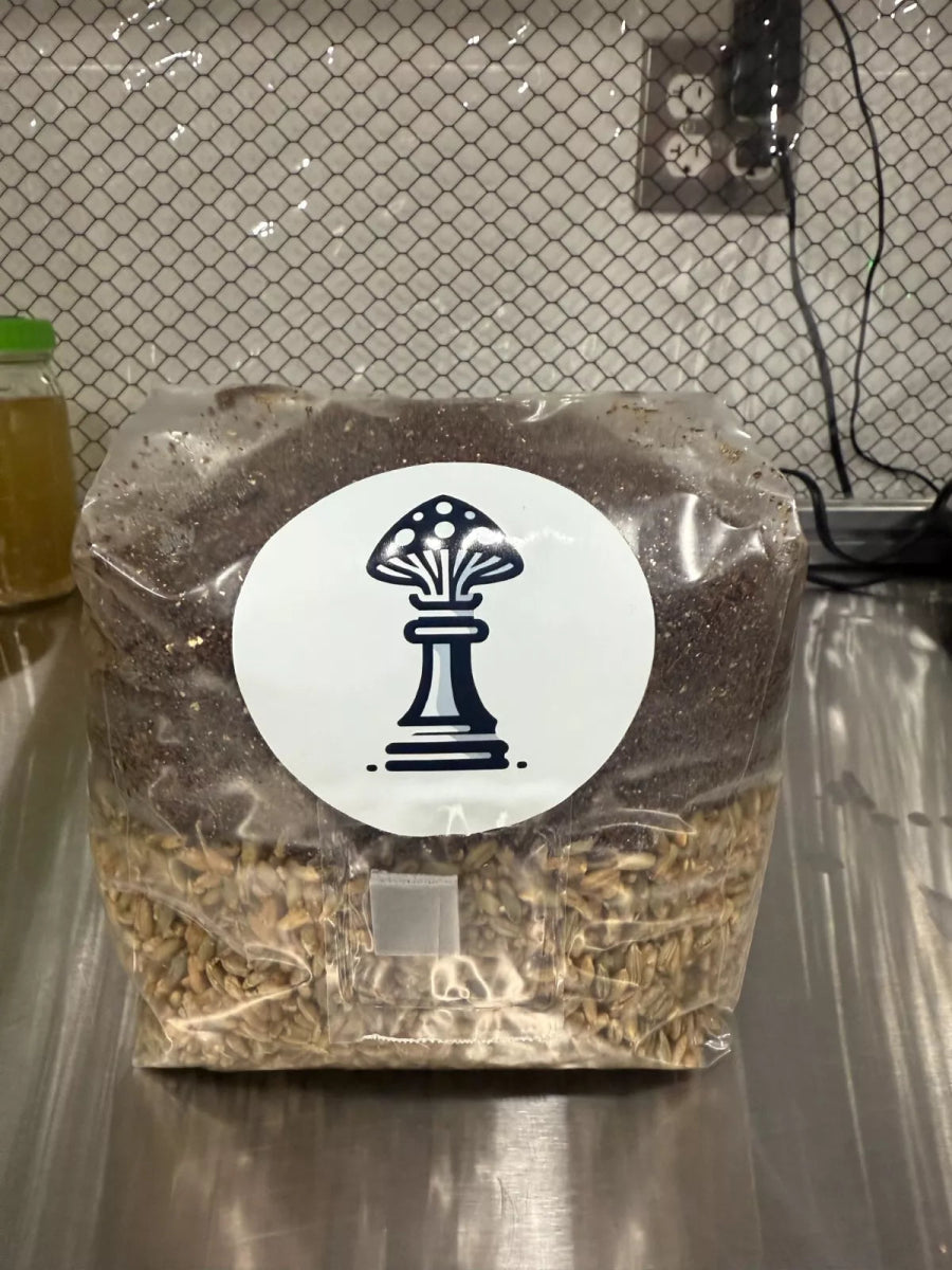 A Zugzology Sterile All-in-One Mushroom Grow Bag from a 2-pack (8 lbs total) with a stylized chess pawn mushroom label sits on stainless steel. Nearby is a jar with a green lid and a tiled backsplash featuring an electrical outlet.