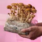 Hands hold a Zugzology Sterile All-in-One Mushroom Grow Bag against a soft pink background, showcasing soil and tall, thin mushrooms with light brown caps in clear packaging. The image highlights its ready-to-inoculate design for easy cultivation.