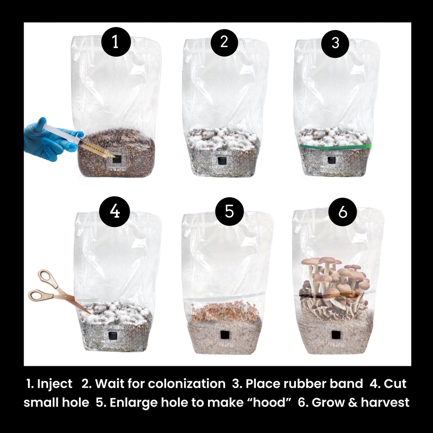 4-pack 'ShroomTek' + Spore Boostr All-in-One Mushroom Grow Bag