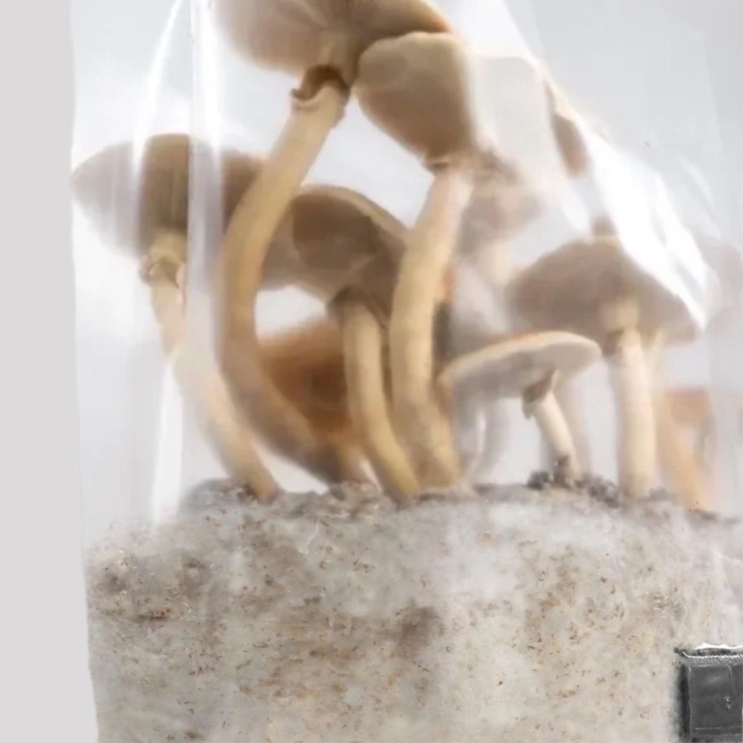 4-pack 'ShroomTek' + Spore Boostr All-in-One Mushroom Grow Bag