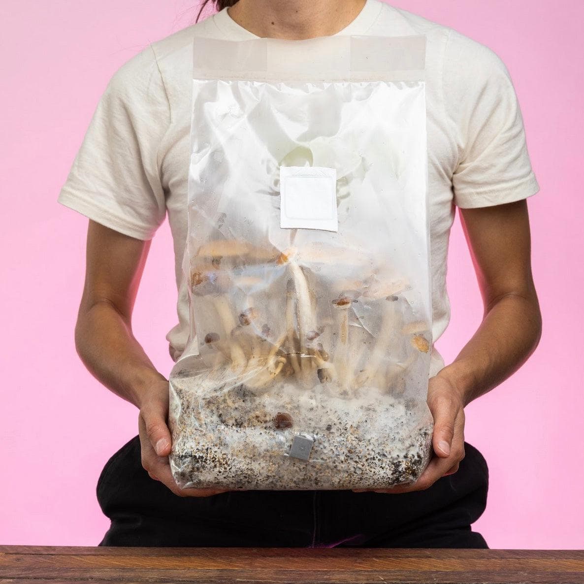 4-pack 'ShroomTek' + Spore Boostr All-in-One Mushroom Grow Bag