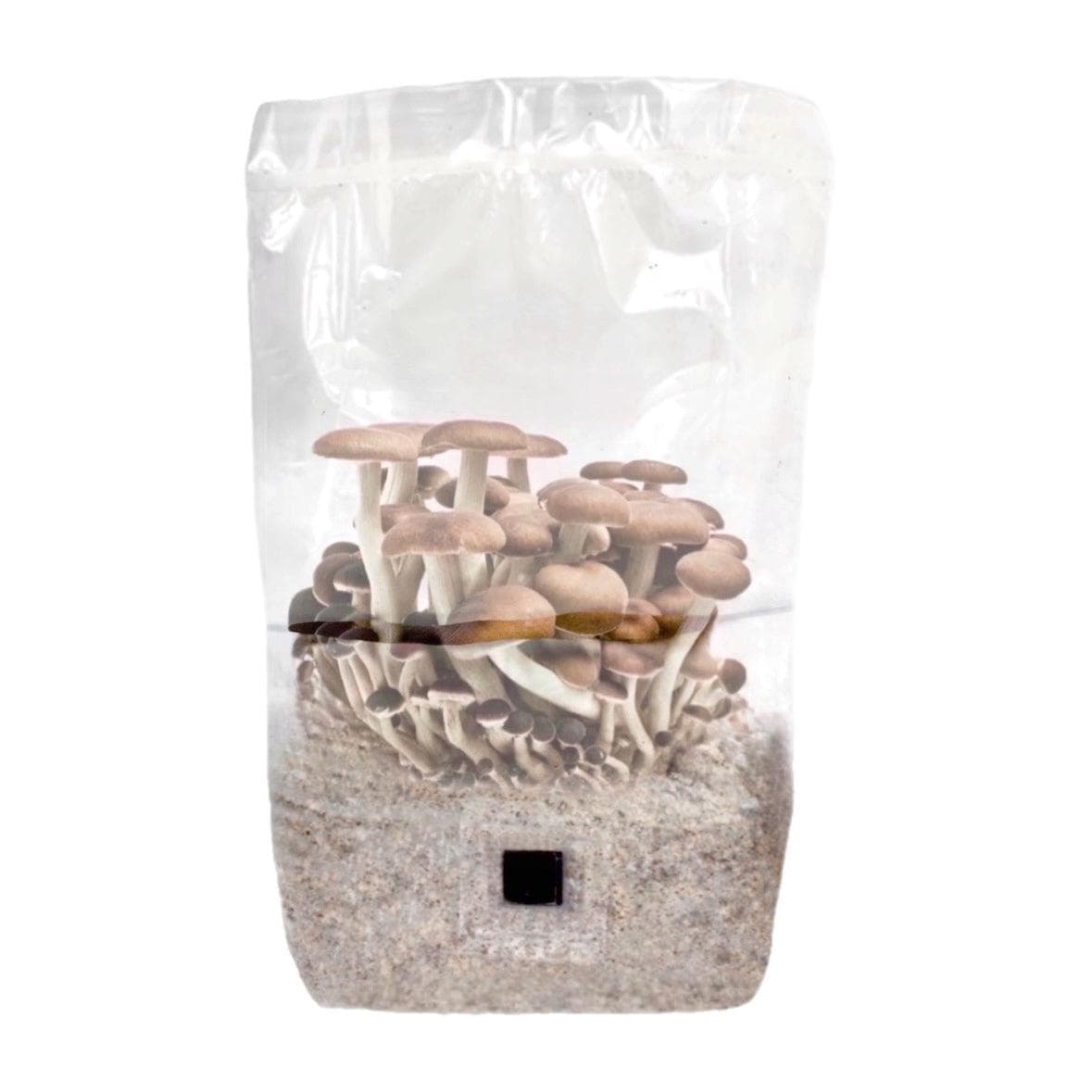 4-pack 'ShroomTek' + Spore Boostr All-in-One Mushroom Grow Bag