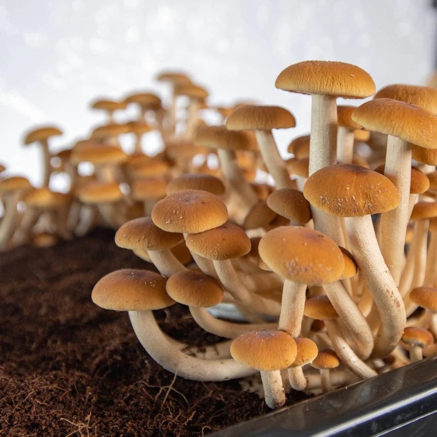 8-Pack ‘Boomr Bag’ Manure-Based Sterile Mushroom Substrate