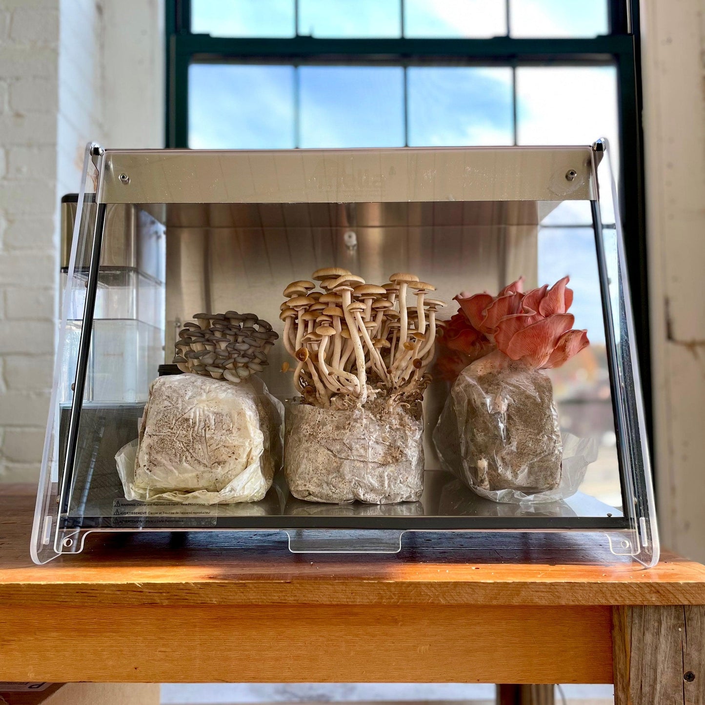 'The BlocksBox' Organic Mushroom Grow Kit Subscription