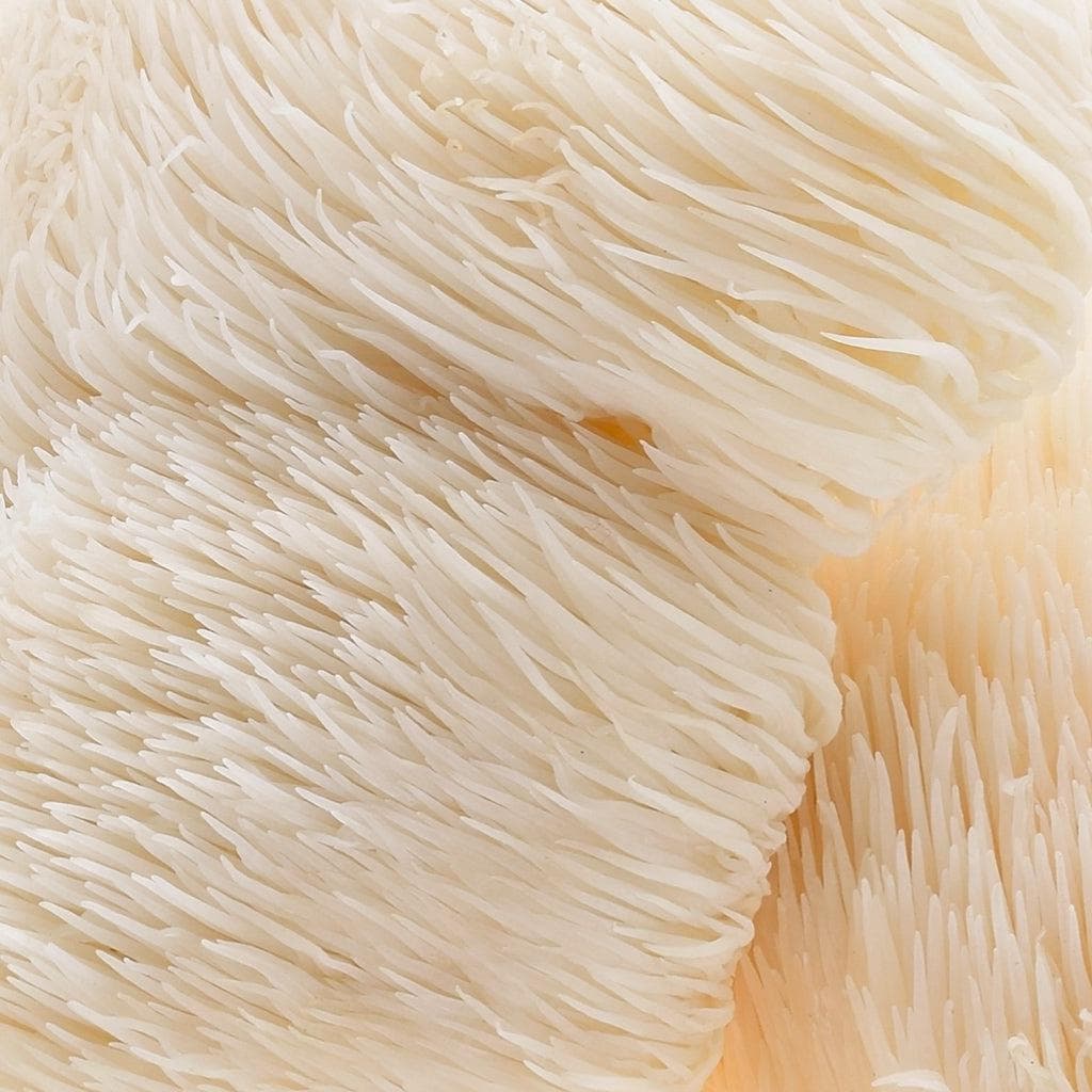 Organic Lion's Mane Mushroom Capsules