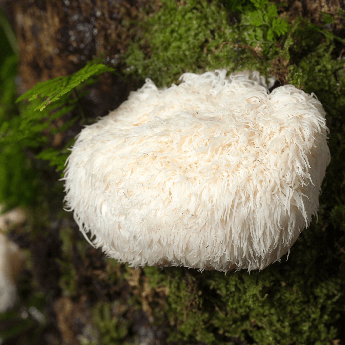 Organic Lion's Mane Mushroom Tincture