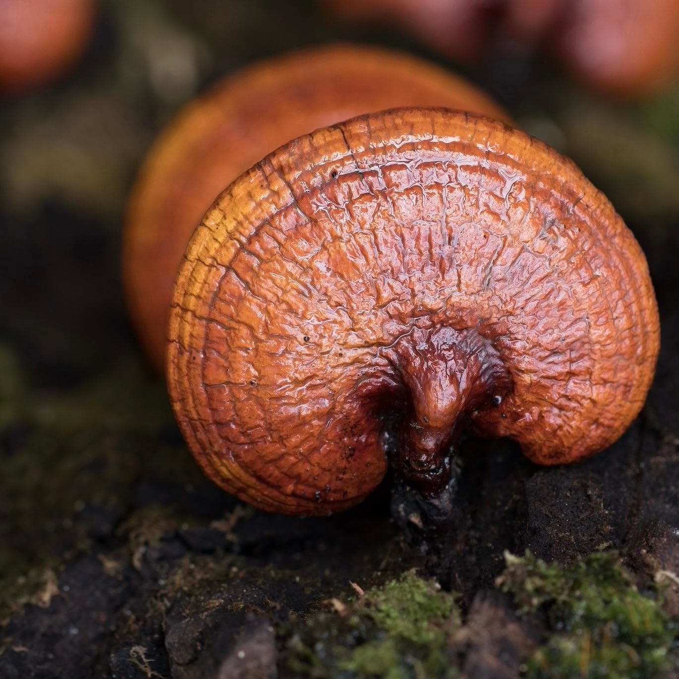 Organic Reishi Mushroom Tincture