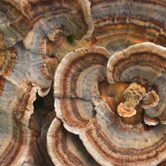 Organic Turkey Tail Mushroom Capsules