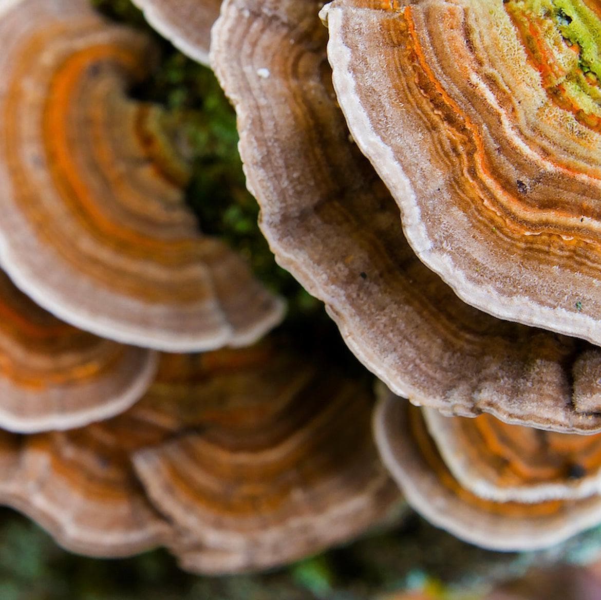 Organic Turkey Tail Mushroom Tincture